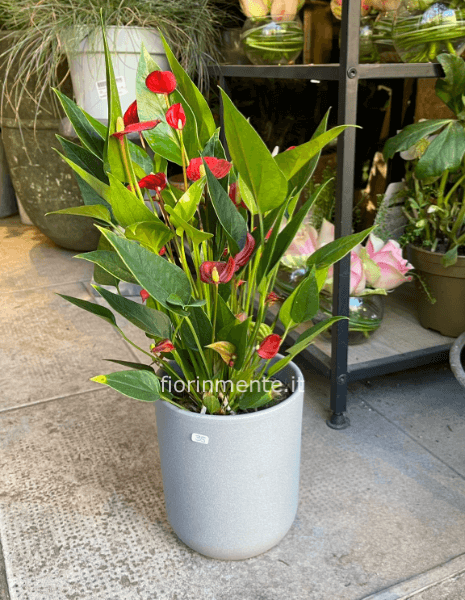 Pianta di anthurium