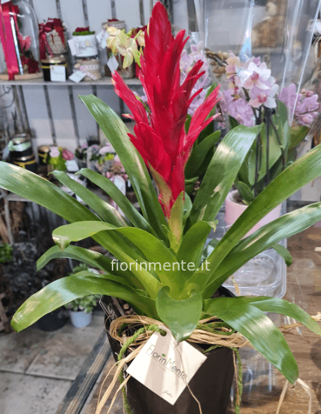 Pianta di guzmania. Il prezzo è senza vaso.