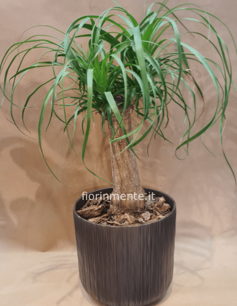 Pianta di beucarnea altezza 60 cm- diam vaso 24