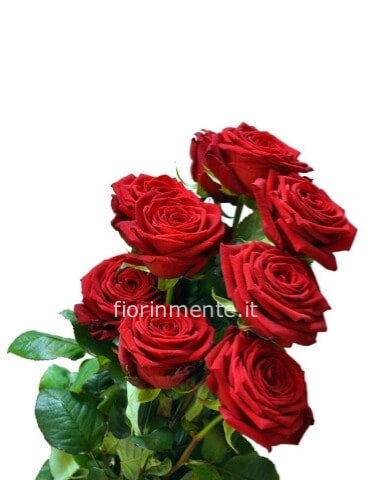 Rose rosse di prima scelta cm 60/70