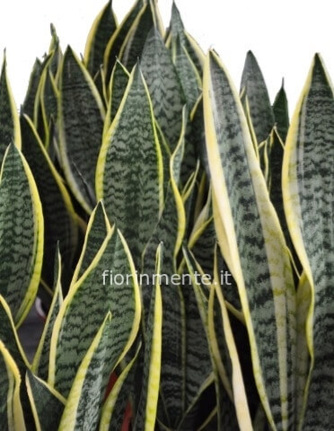 Sanseveria