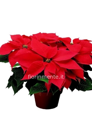 Stella di Natale media e grande