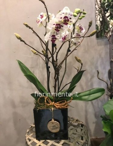 Orchidea Phalaenopisis  con Rami di Stagione