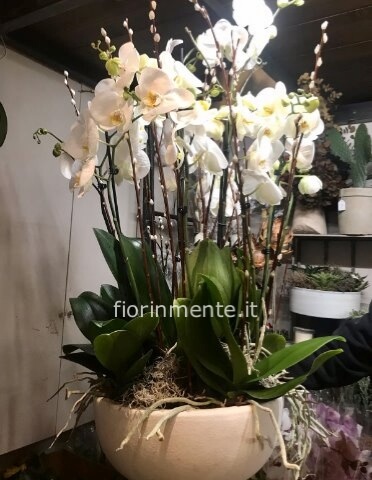 vaso in ceramica con 4/5 piante di orchidea phalaenopsis