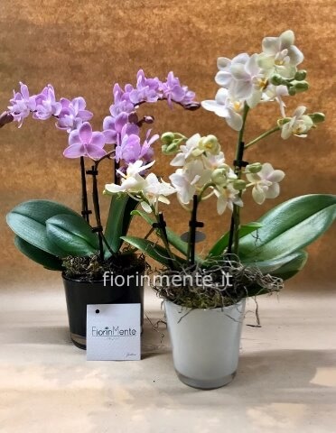mini orchidea (phalaenopsis) con vasetto bianco o colorato » Fiori a  Milano, acquista fiori a Milano, invia fiori a domicilio a Milano.