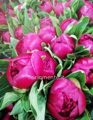 peonia a stelo di prima scelta