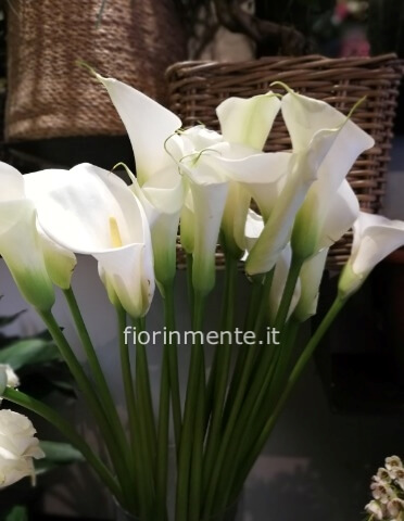 calla extra H. cm. 70/80
