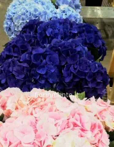 ortensie a steli