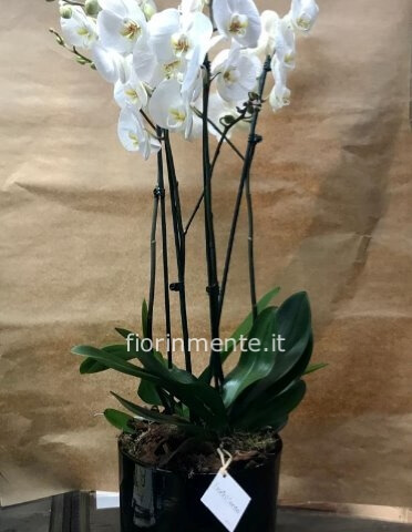orchidea phalaenopsis 4 rami