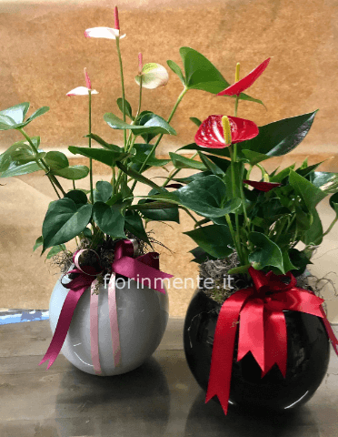 pianta anthurium in boule