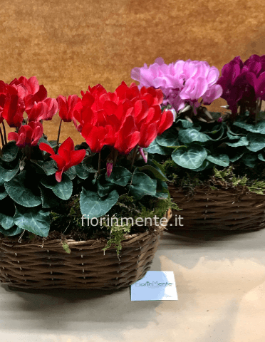 mini ciclamini in cesto vimini