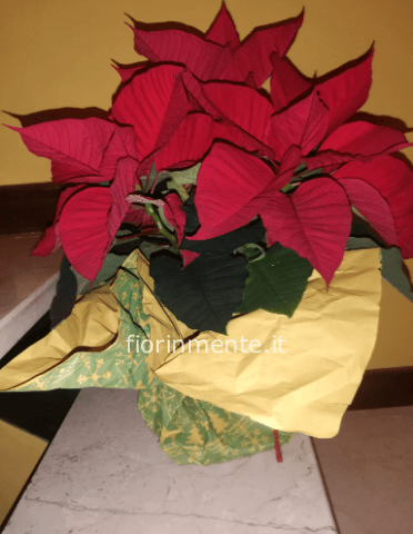 Stella di Natale rossa o bianca in vaso 