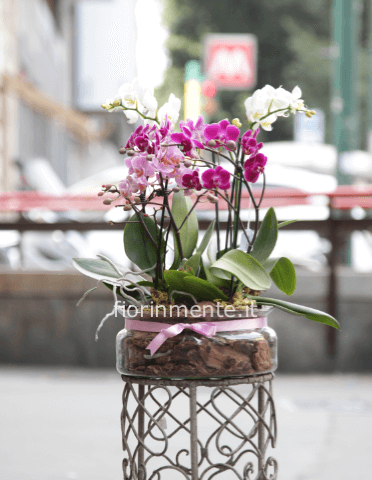orchidea phalaenopsis mini in vaso vetro