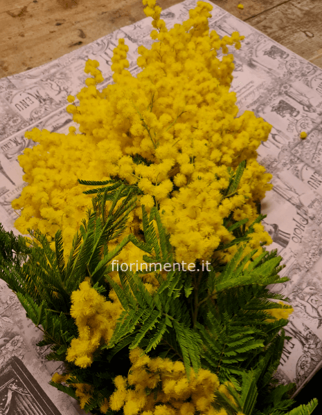 solo mimosa confezionata a cono con carta naturale o colorata