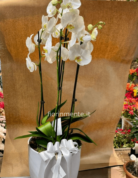Pianta 4 rami orchidea bianca
