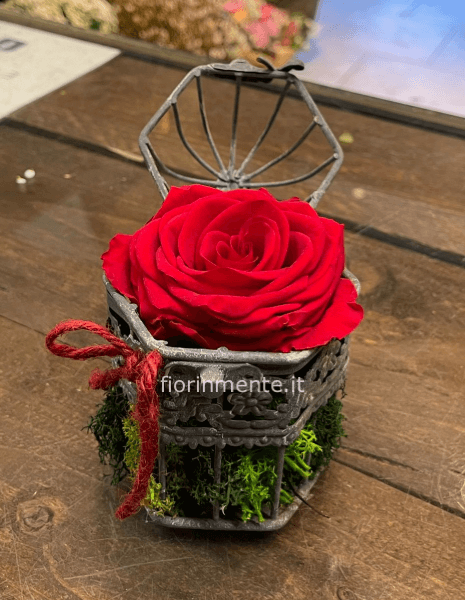 Gabbietta con rosa stabilizzata